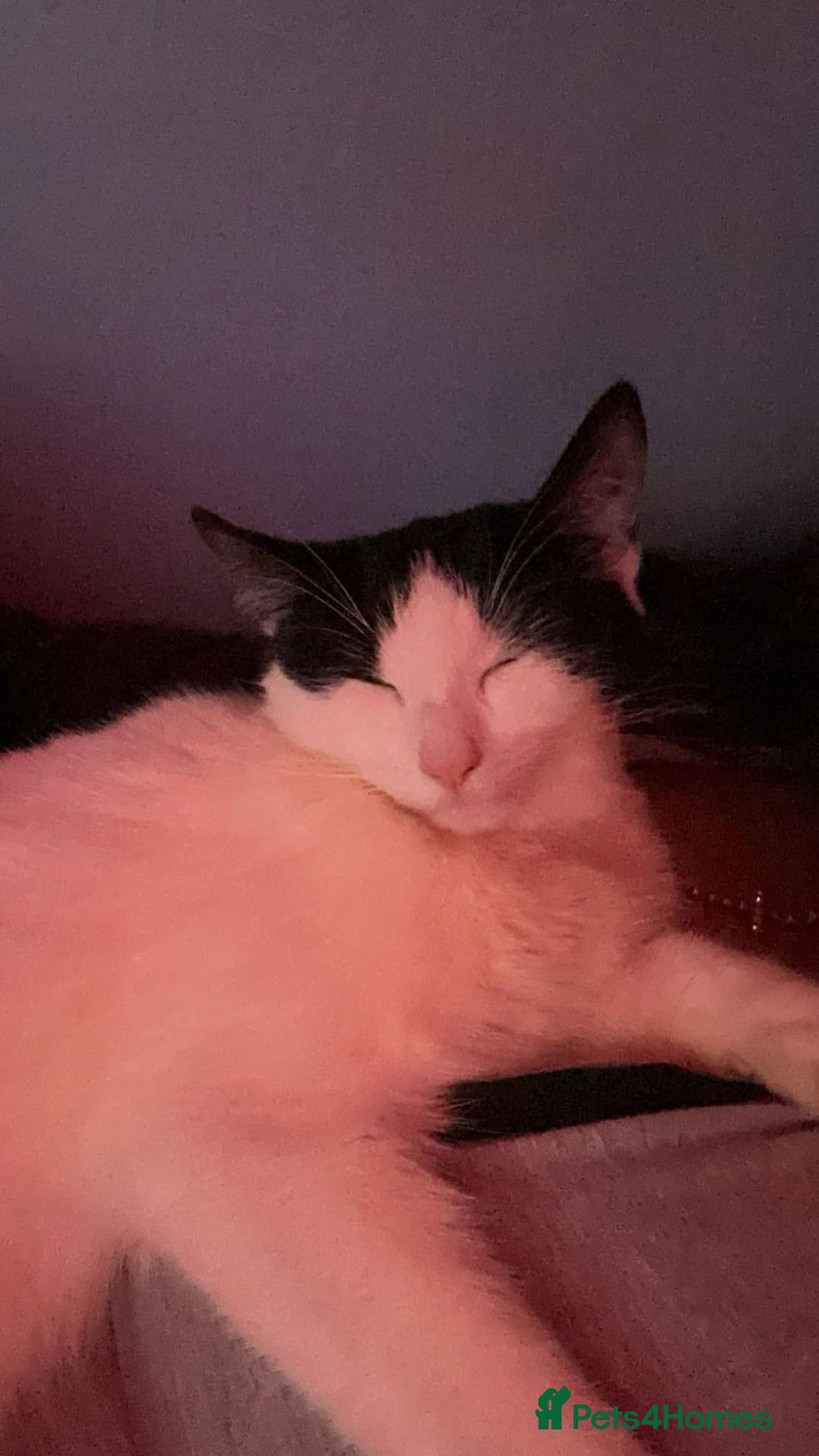 Domestic Shorthair cats for sale: Domestic shorthair 1 Year old female cat🐈🤍  - Image 4