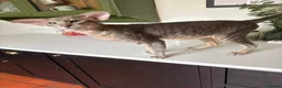 Oriental cats for sale: OSH Blue Spotted female  - Advert 2