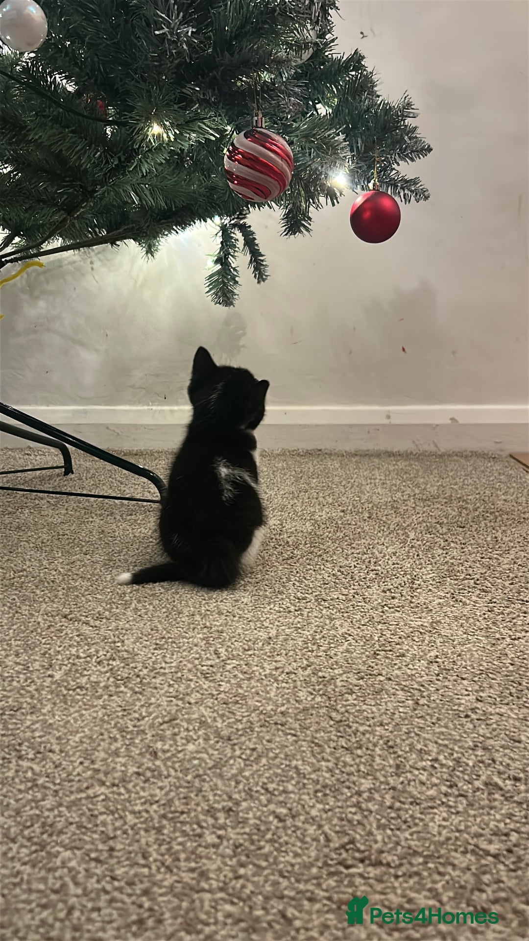 Mixed Breed cats for sale: Bonded Pair of Male Kittens - Must Go Together - Advert 14