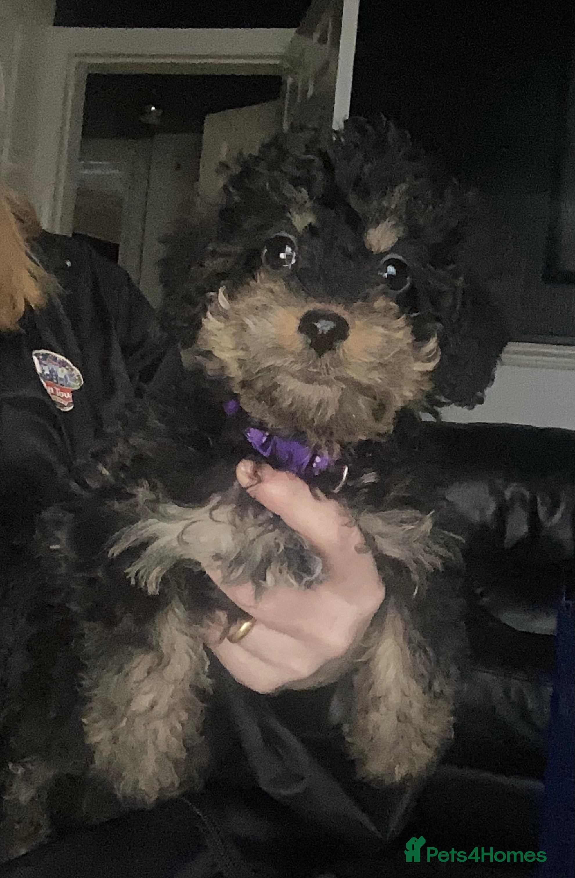 Doxiepoo dogs Beautiful toy poodle phantom rare colour 3/4 pups - Advert 14