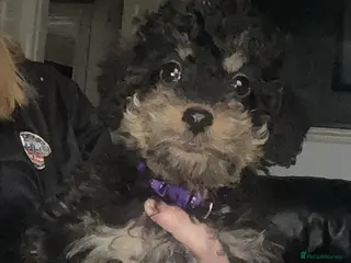 Doxiepoo dogs Beautiful toy poodle phantom rare colour 3/4 pups - Advert 14