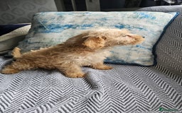 Mixed Breed dogs for sale: Last girl left  - Image 5