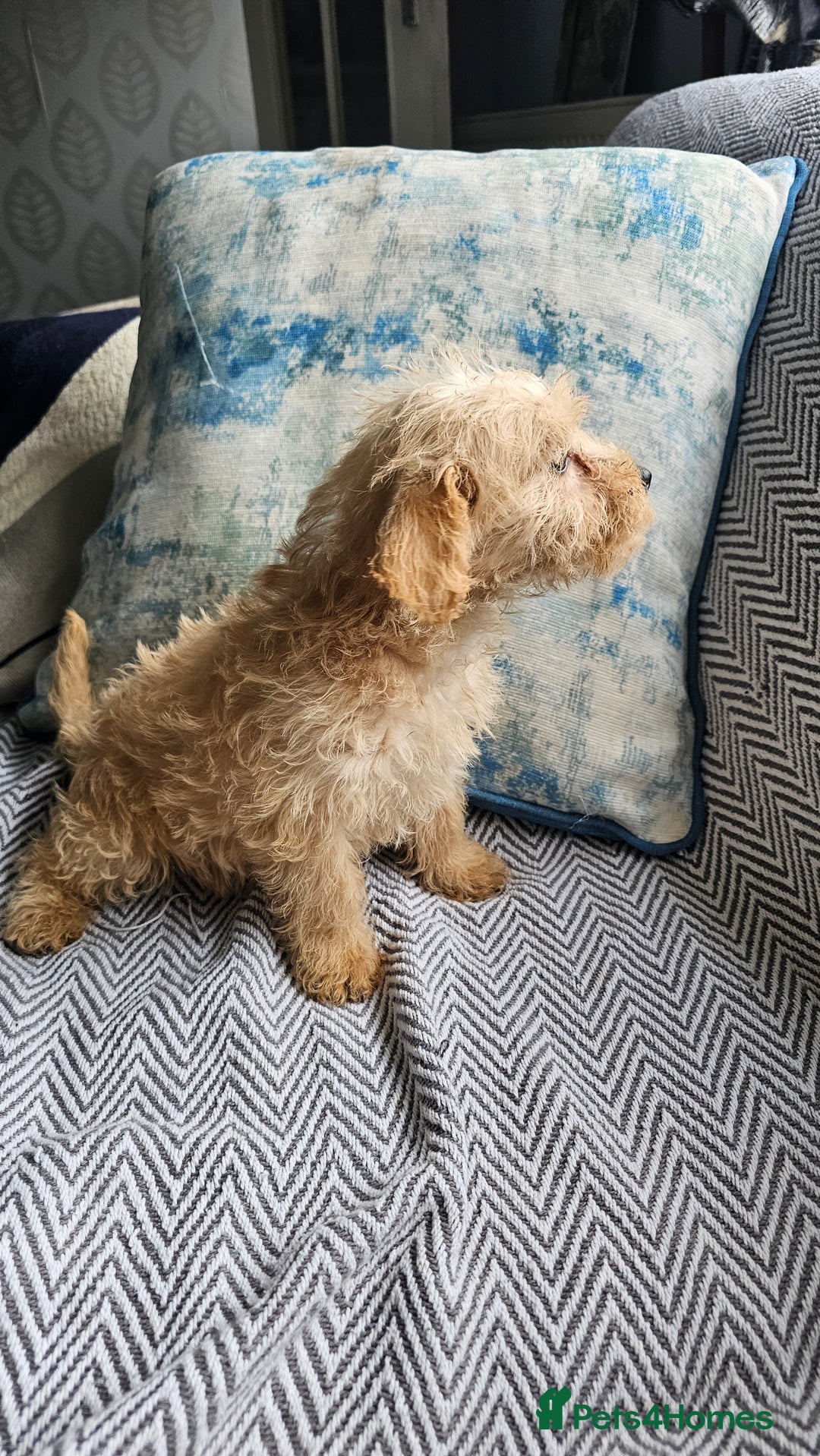 Mixed Breed dogs for sale: Last girl left  - Image 5