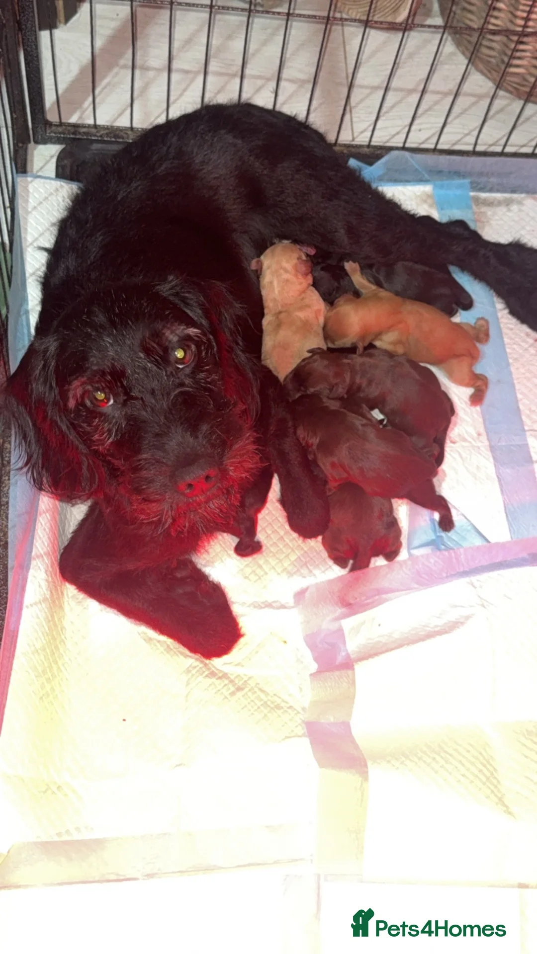 Cockapoo dogs for sale: Fat man eve pups cockerpoo cross  in Newton Aycliffe - Advert 1