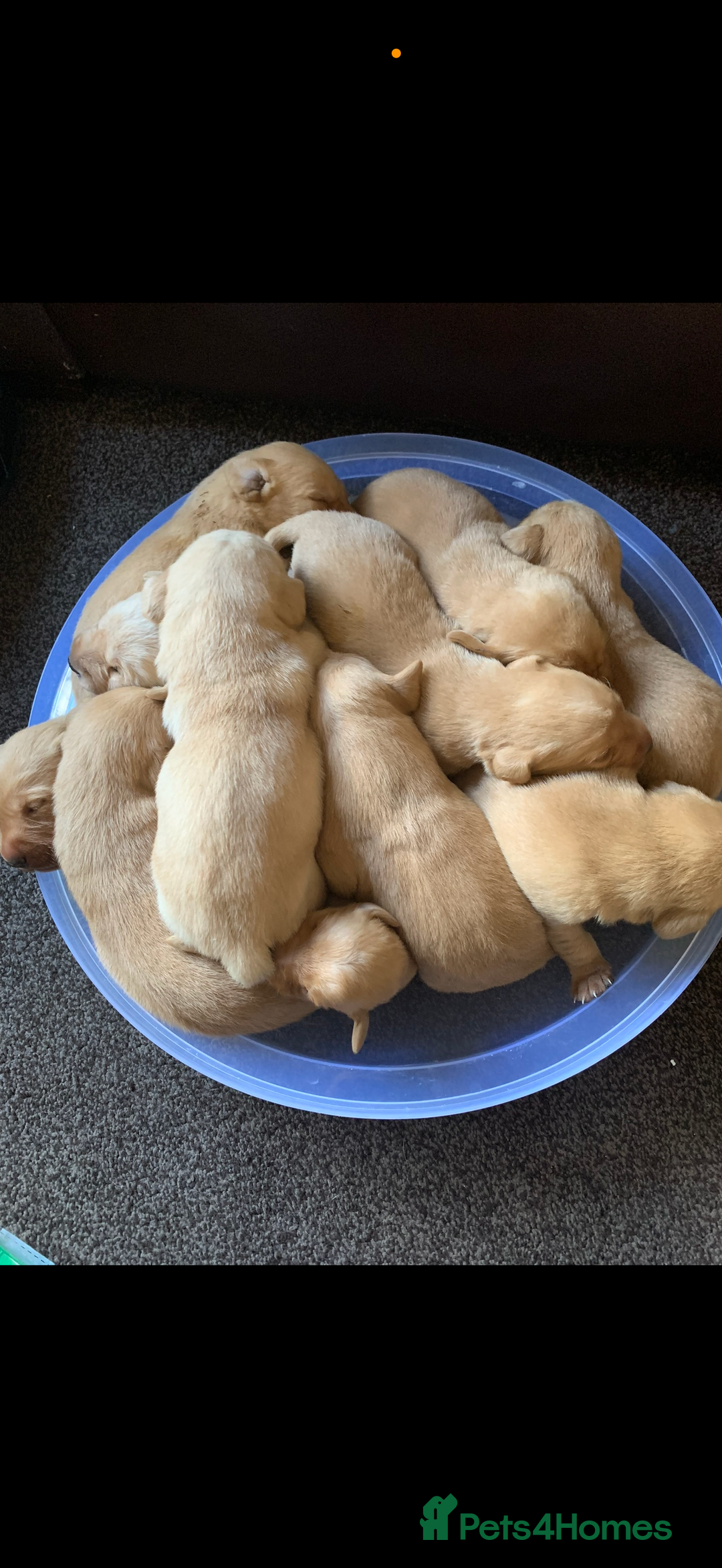 Labrador Retriever dogs for sale: Kc registered Labrador 5 star homes only  - Advert 2