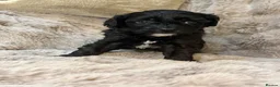 Cavapoo dogs for sale: F1 Cavapoo’s - Advert 2