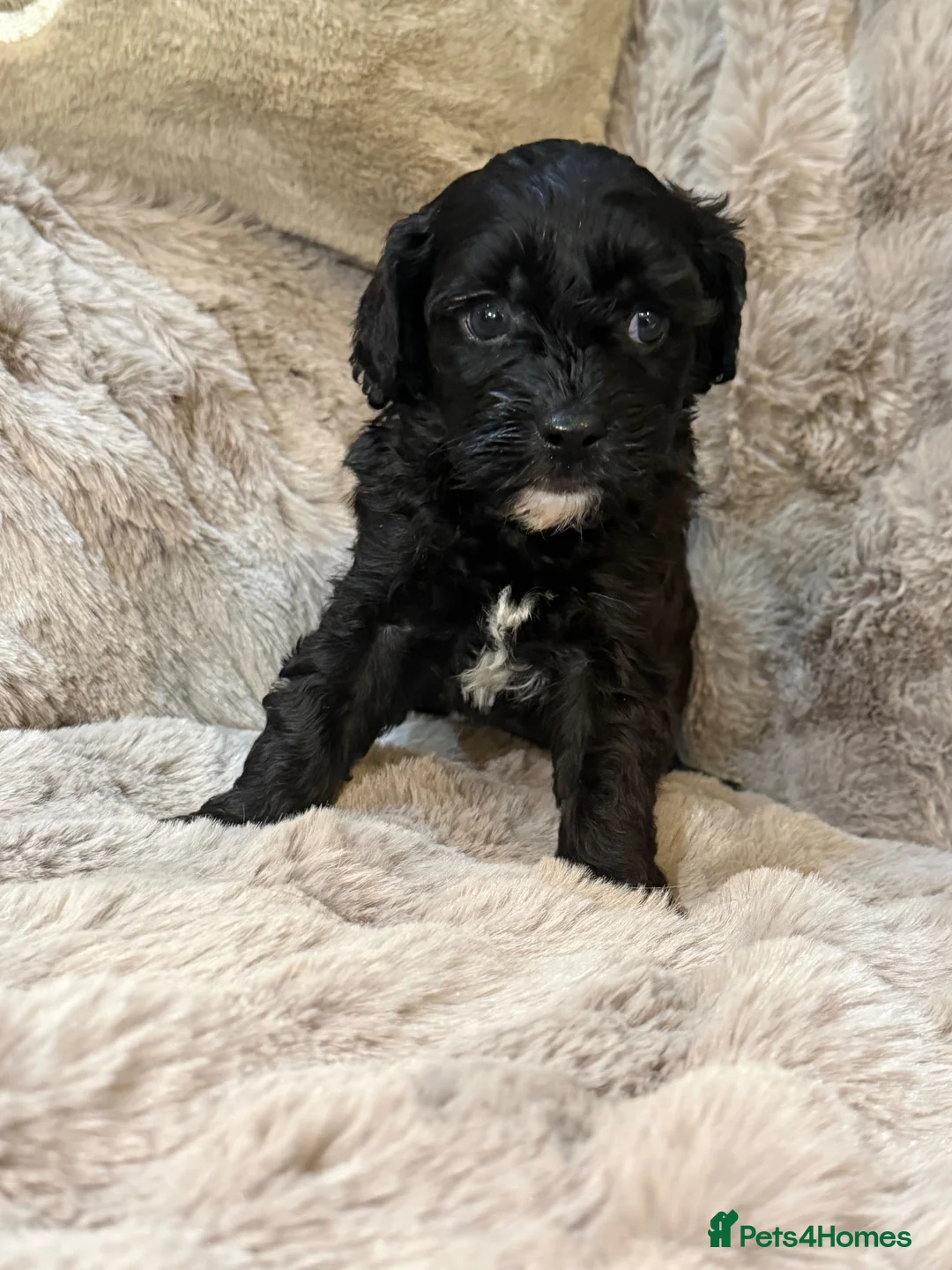 Cavapoo dogs for sale: F1 Cavapoo’s - Advert 2