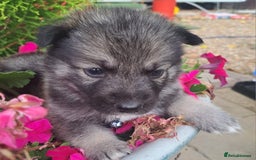 Shepsky dogs for sale: Shepsky puppies (blue + bi eyed) - Image 5