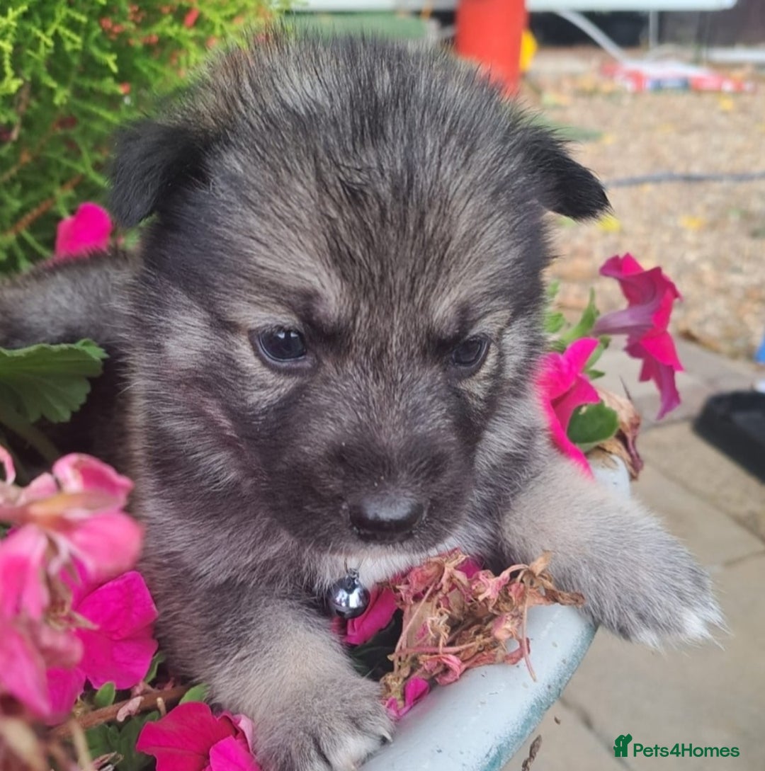 Shepsky dogs for sale: Shepsky puppies (blue + bi eyed) - Image 5
