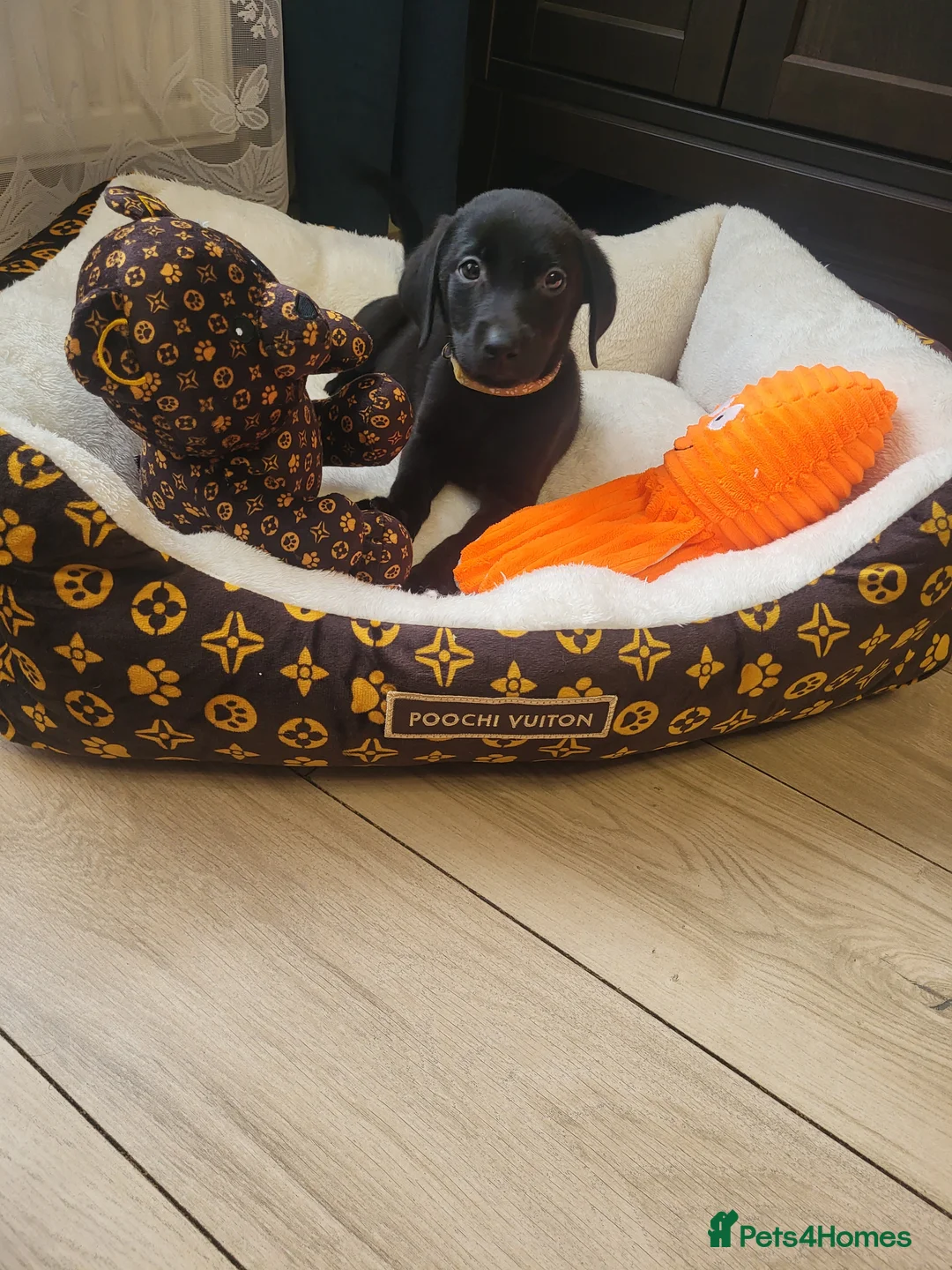 Labrador Retriever dogs for sale: KC registered Labrador Retriever puppies - Advert 9