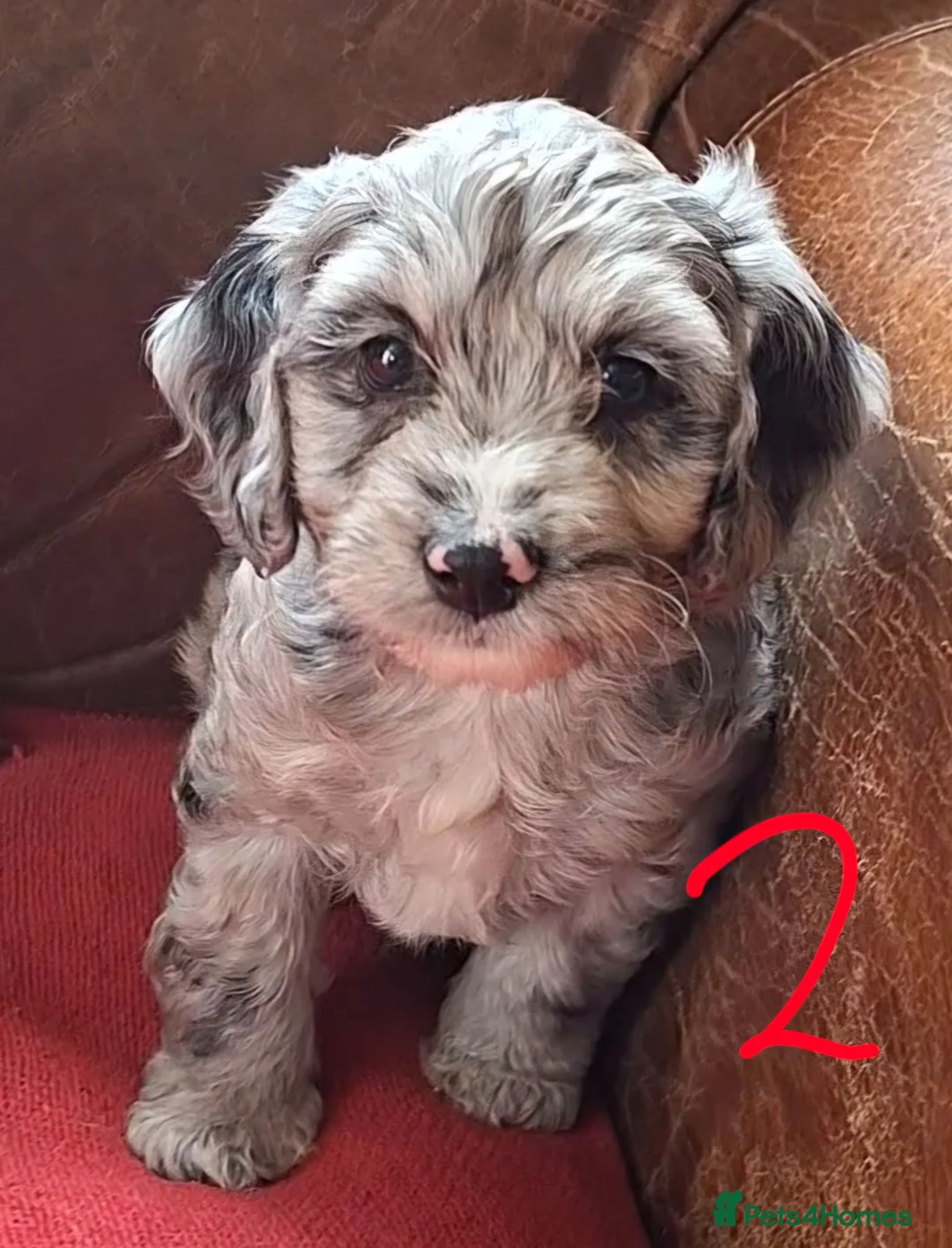 Cockapoo dogs for sale: F1 Cockapoo Pups  - Advert 1