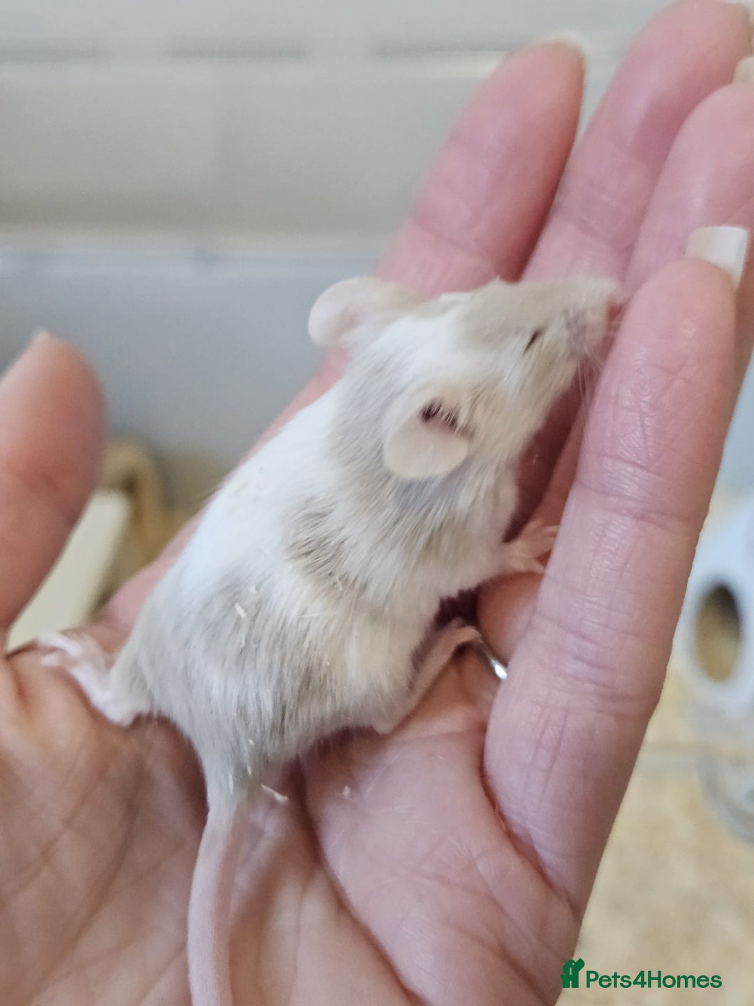 Mouse rodents for sale: Fancy mice  - Advert 13