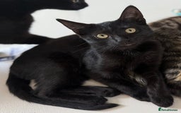 Mixed Breed cats for sale: Bombay kitten  - Image 3