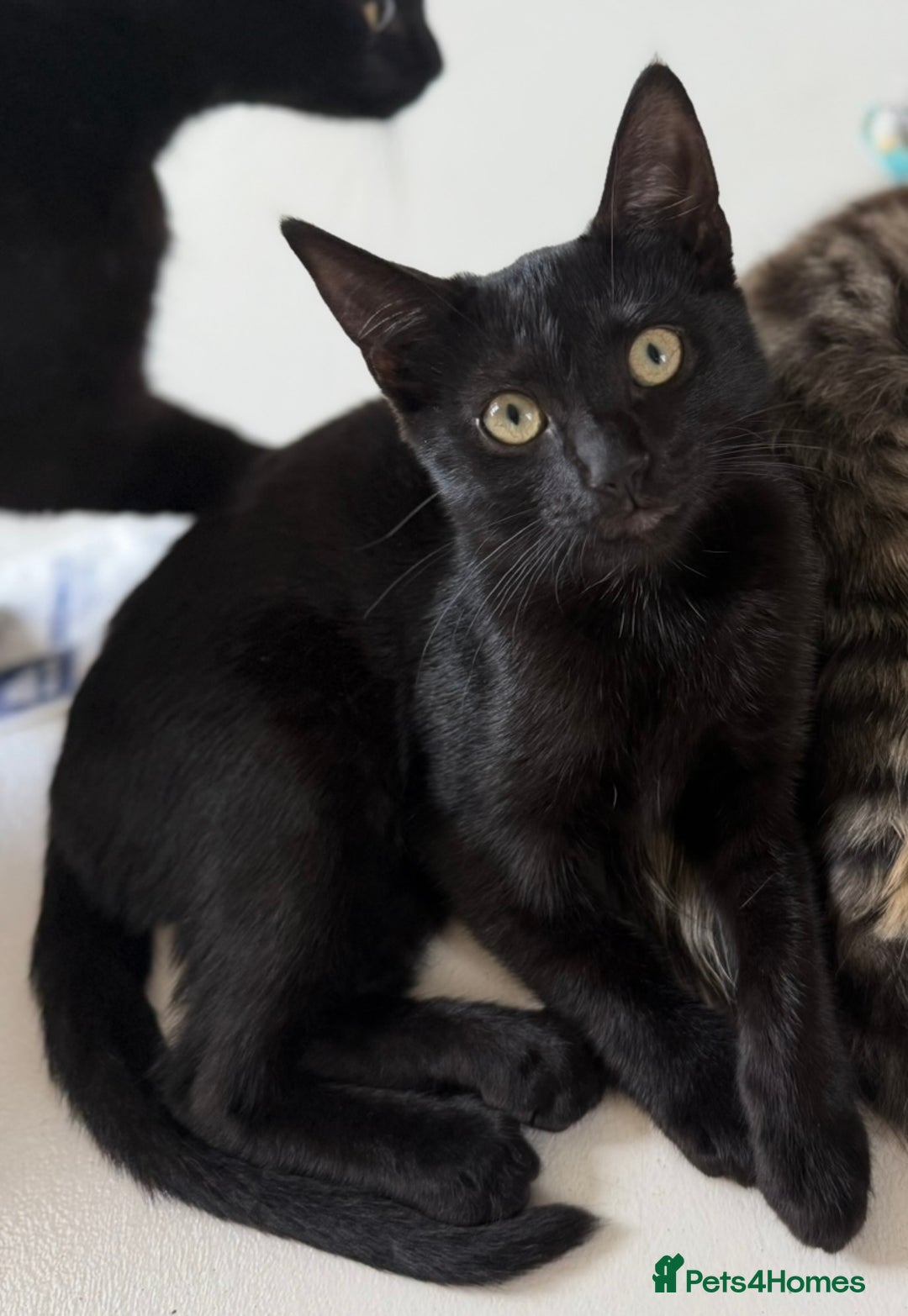 Mixed Breed cats for sale: Bombay kitten  - Image 3