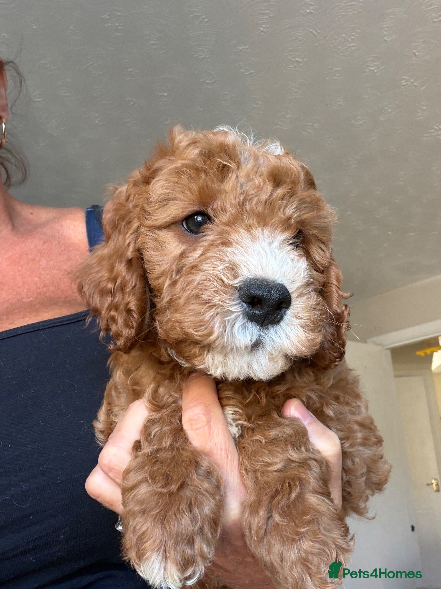 Cavapoo dogs Gorgeous F1B Cavapoo puppies - Advert 1