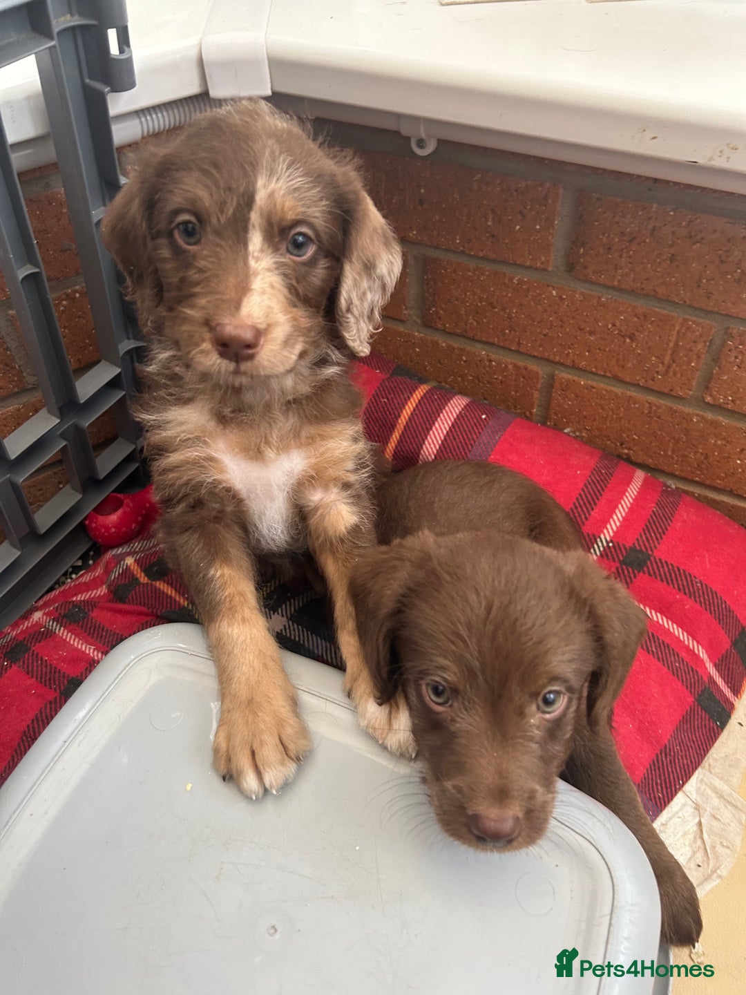 Labradoodle dogs for sale: 7 beautiful Labradoodle puppies available  - Image 33