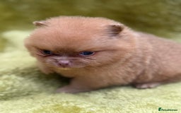 Pomeranian dogs for sale: Teddy bear poms x - Image 2