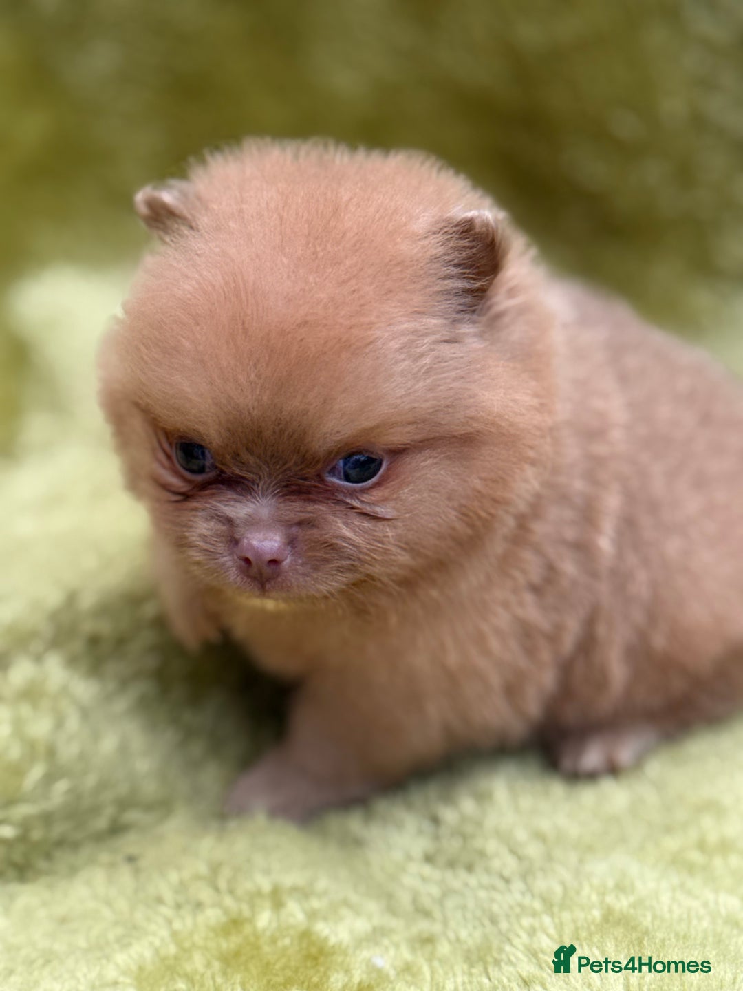 Pomeranian dogs for sale: Teddy bear poms x - Image 2