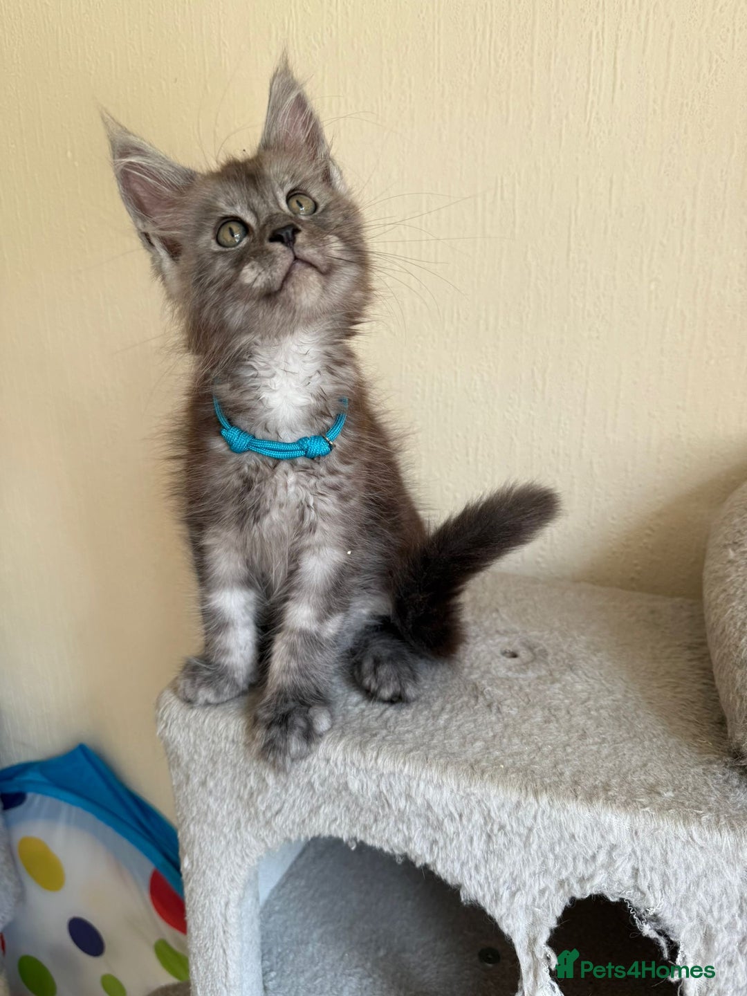Maine Coon cats for sale: Pedigree GCCF Russian Import line Maine Coons - Image 4