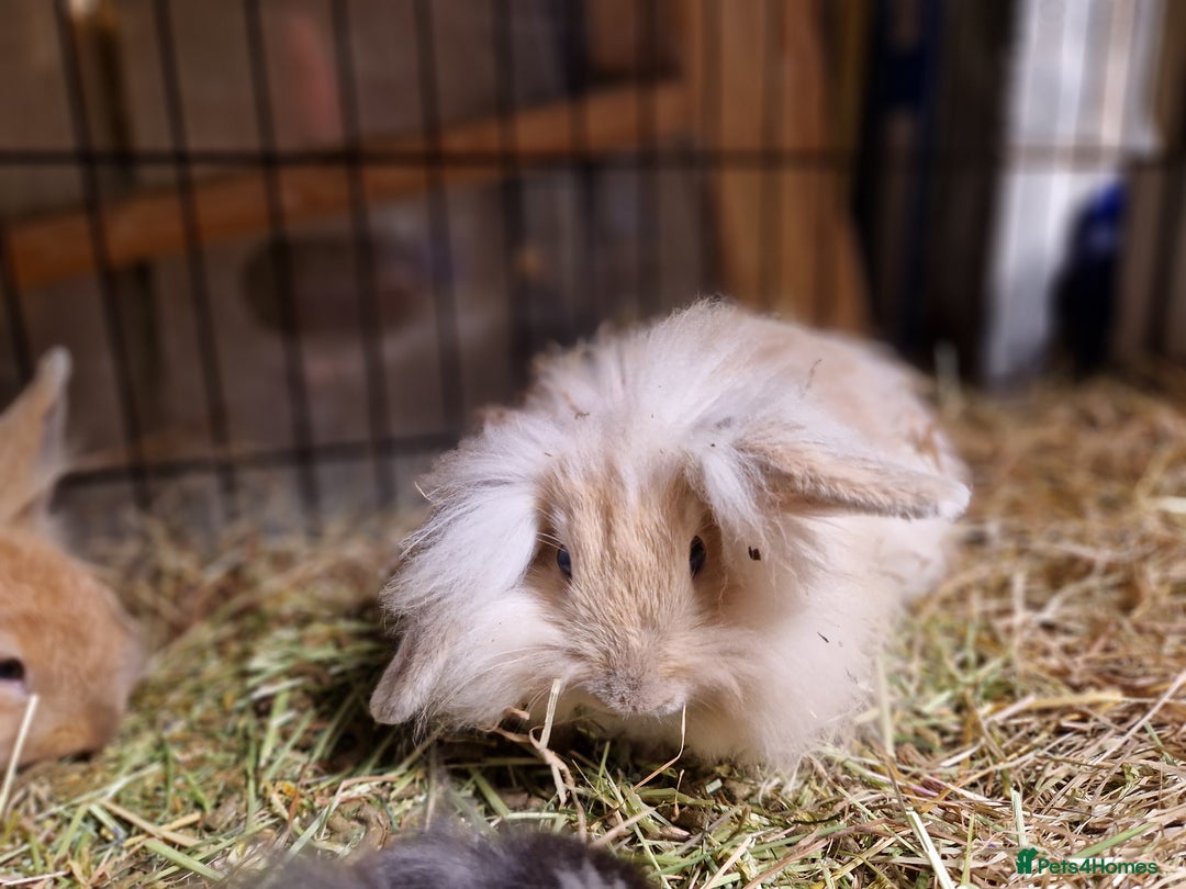 Lionhead rabbits for sale: Lovely little lionhead and lion lops m/f babies  - Image 7