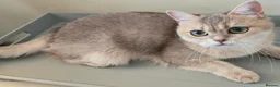 British Shorthair cats for sale: TICA Black Golden Shaded/Bicolor BSH Girl💚 - Advert 3