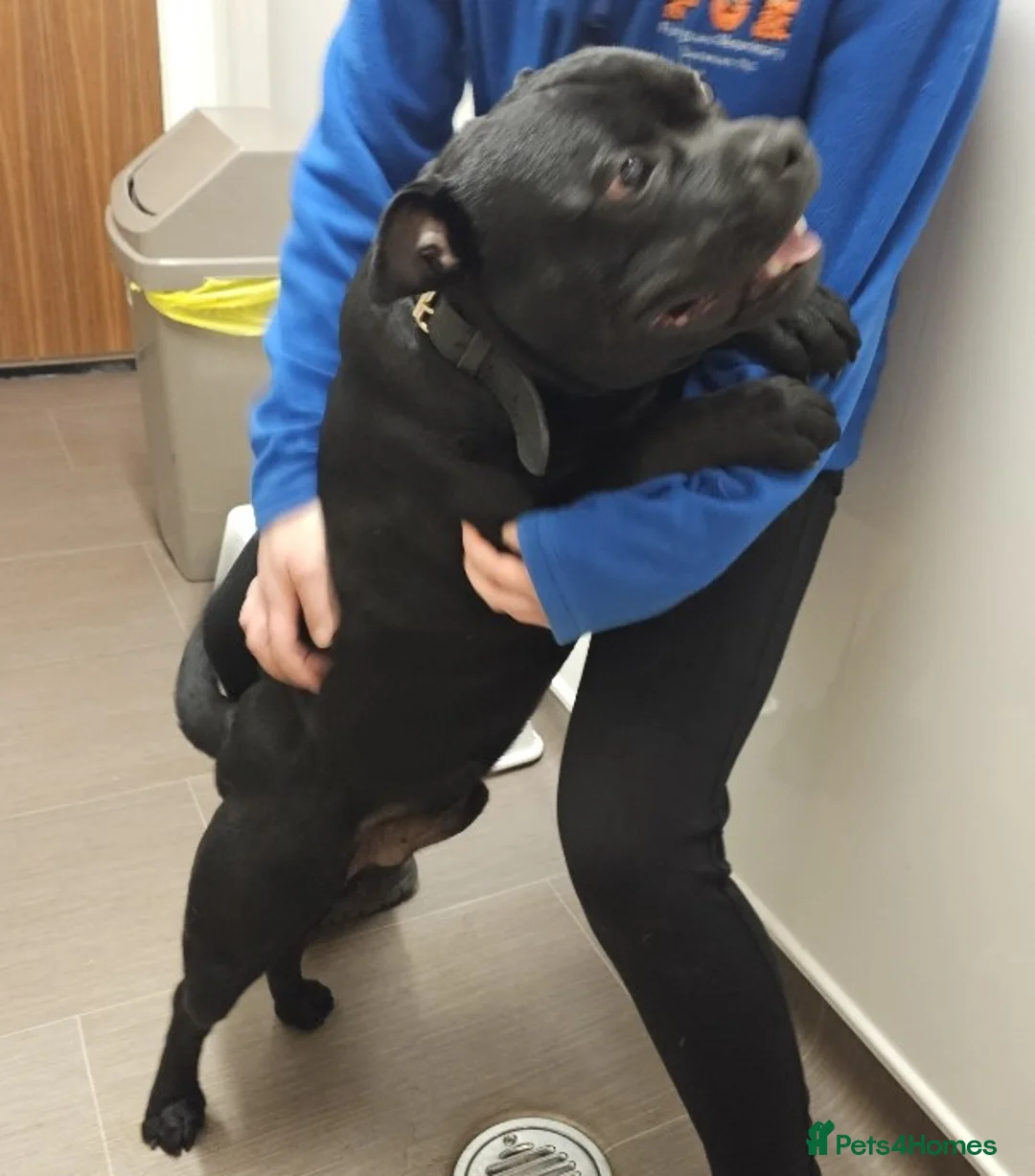 Staffordshire Bull Terrier dogs for adoption: ROLO 1yr old Staffie - Advert 2