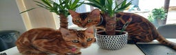 Bengal cats for sale: Bengal beauty  - Advert 11