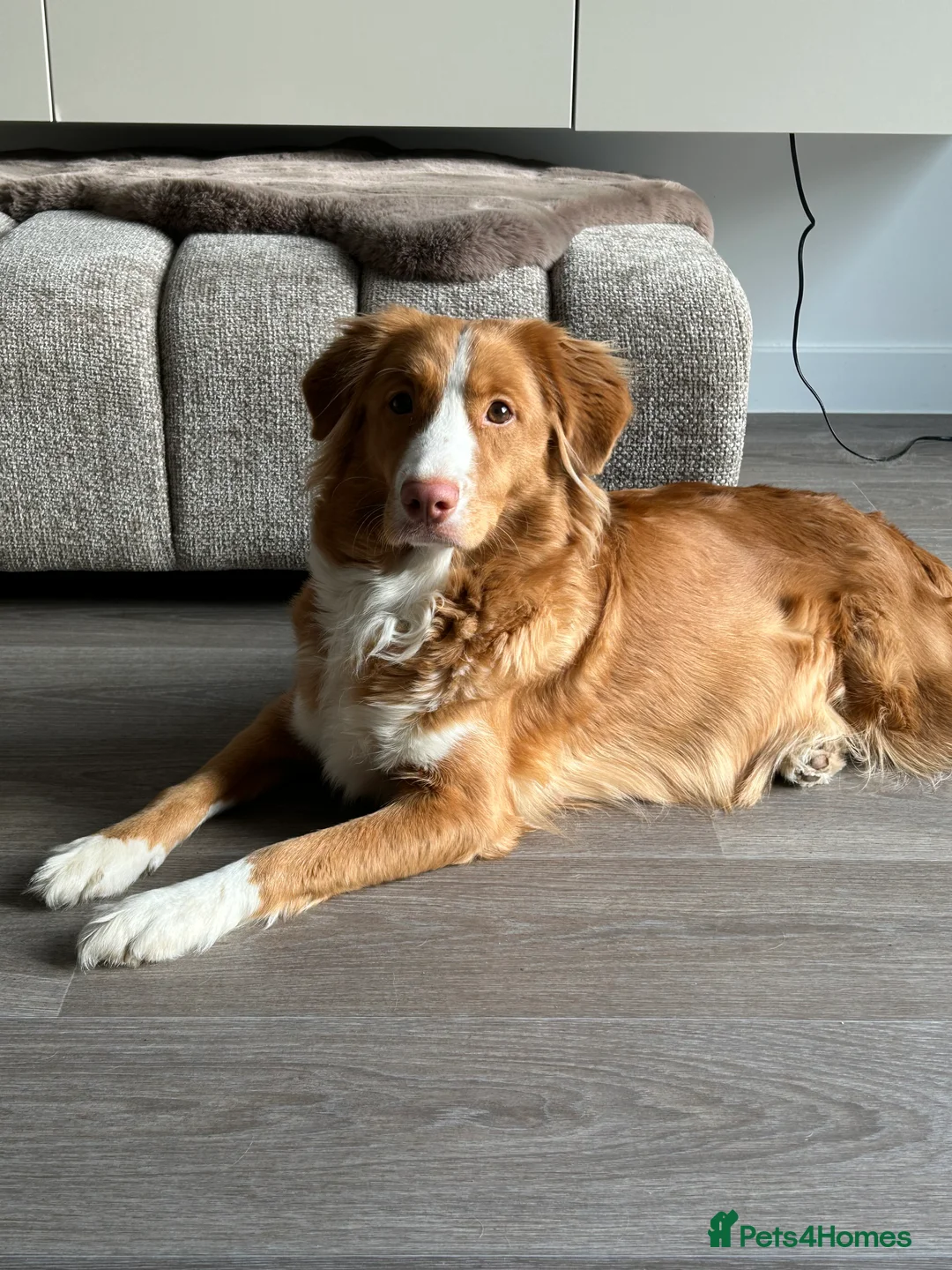 Mixed Breed dogs for sale: Tollerdoodle - Advert 1