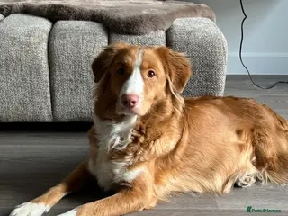 Mixed Breed dogs Tollerdoodle - Advert 1