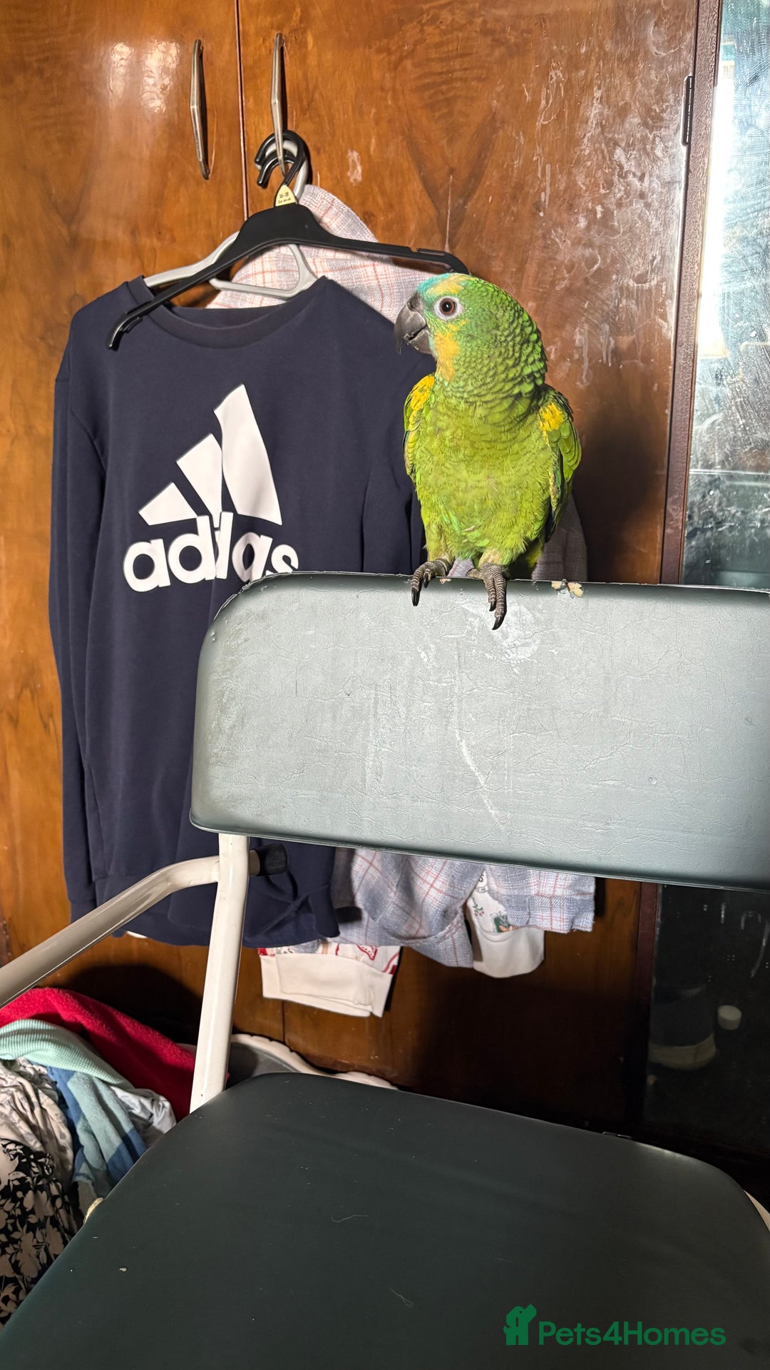 Parrots birds for sale: Beautiful blue front Amazon  - Advert 26