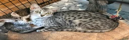 Egyptian Mau cats for sale: Delightful Egyptian Mau looks for family home - Advert 6