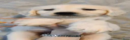 Golden Retriever dogs for sale: Superb WHITE K.Creg Golden Retriever puppies  - Advert 14