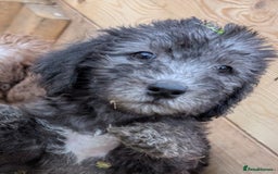 Bedlington Terrier dogs for sale: Bedlington terriers - working stock - Image 25