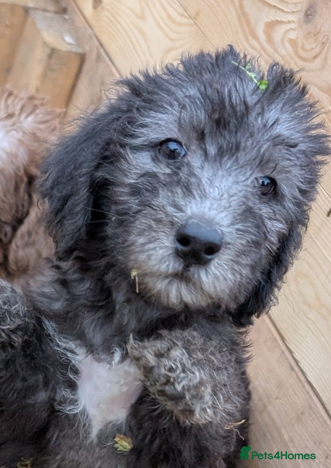 Bedlington Terrier dogs for sale: Bedlington terriers - working stock - Image 25