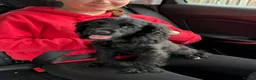 American Cocker Spaniel dogs for sale: American cocker spaniel  - Advert 5