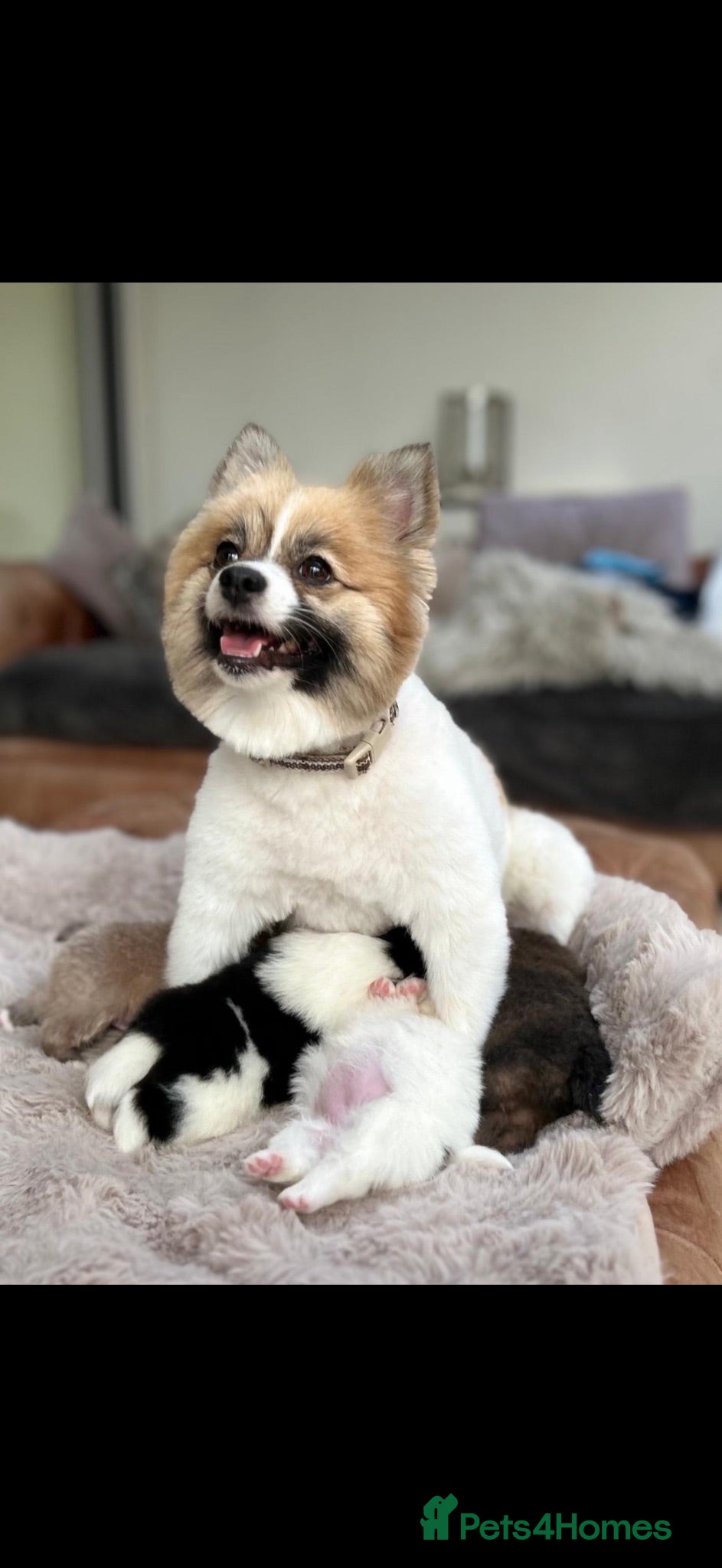 Pomeranian dogs 3 Perfect Poms  - Advert 13