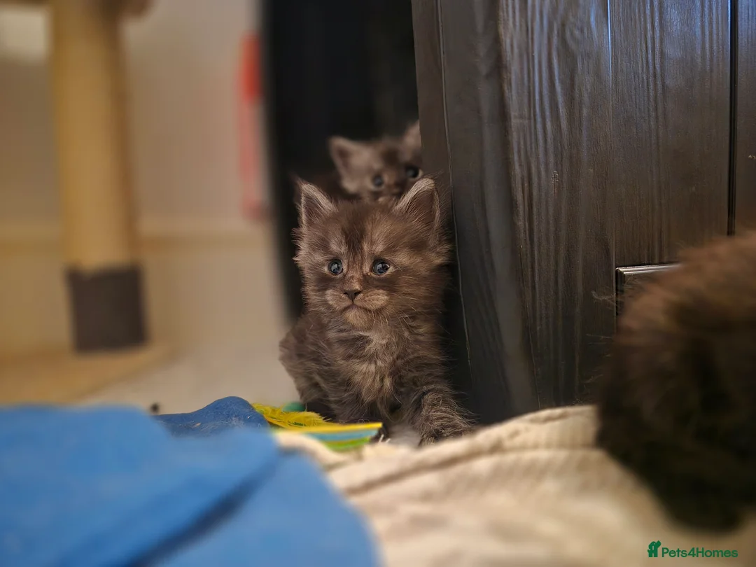 Maine Coon cats for sale: 5 beautiful maine coons left  - Advert 11