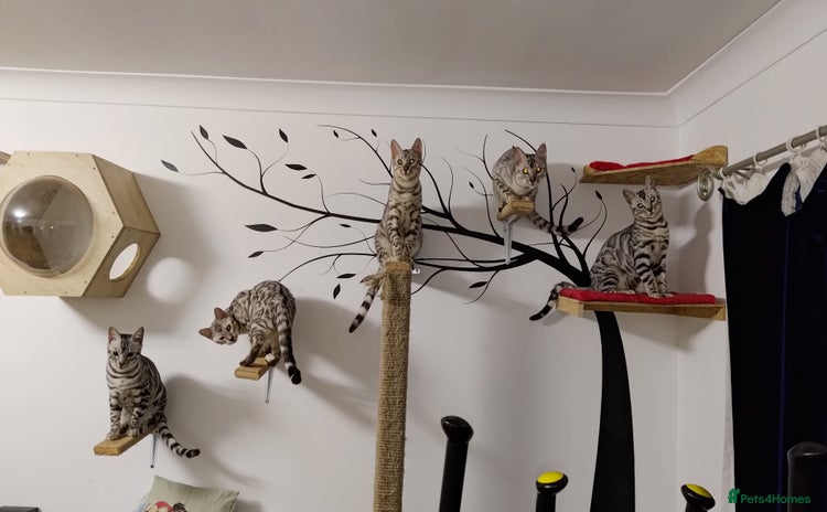 Bengal cats in Saint Helens - Advert 2