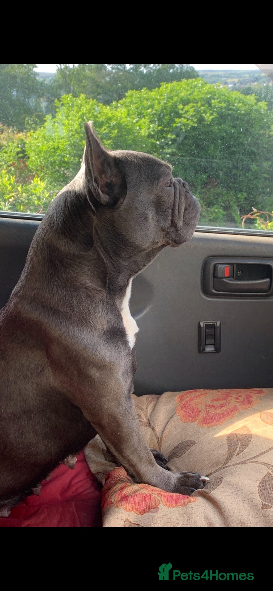 French Bulldog dogs QUALITY KC FRENCH BULLDOG PUPPIES  - Advert 2
