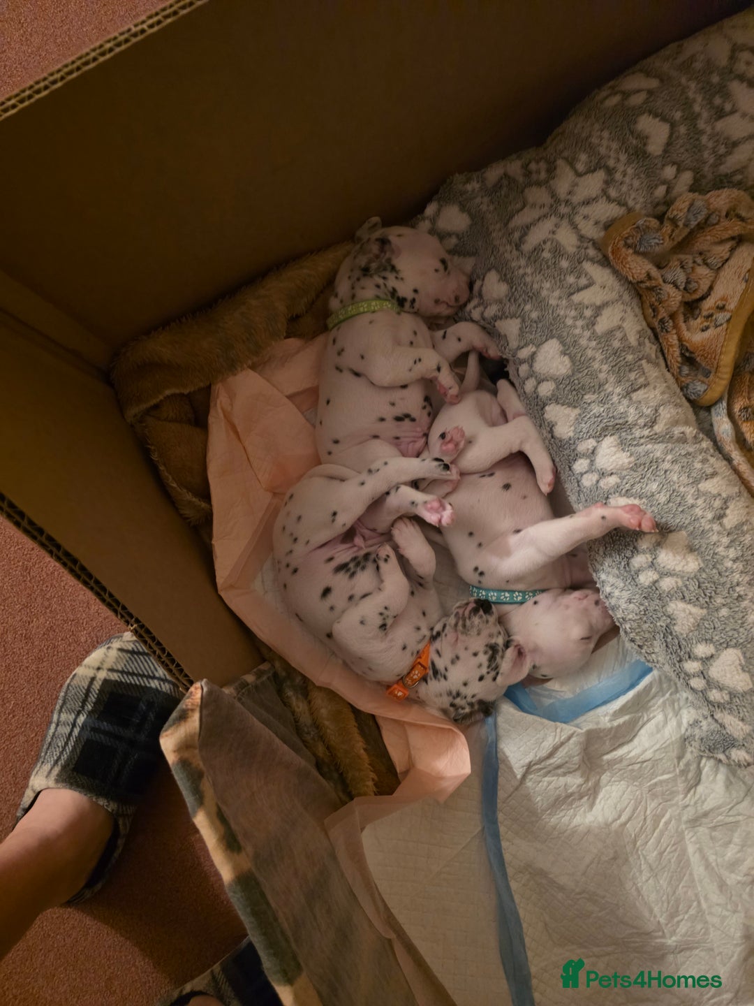 Dalmatian dogs for sale: 100% DALMATIAN LITTER - Image 28