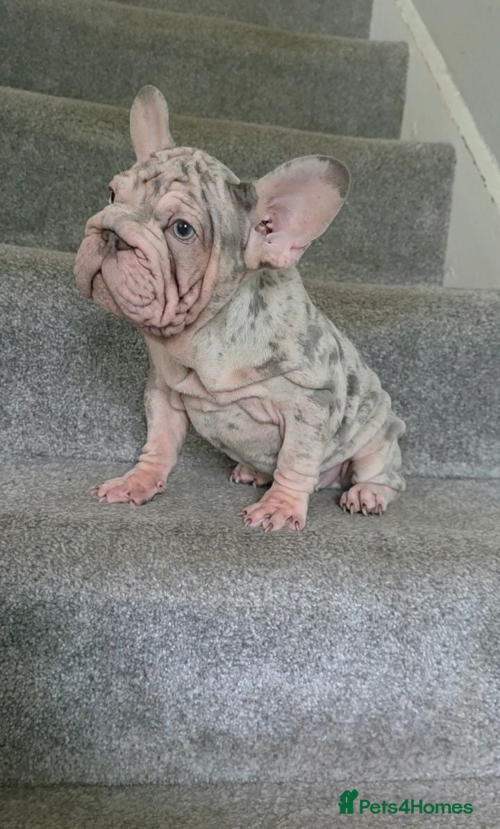 French Bulldog dogs 4 French Bulldog Pups left ready to leave  - Advert 2
