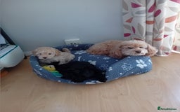 Toy Poodle dogs for sale: Two male health tested toy poodles - Image 6