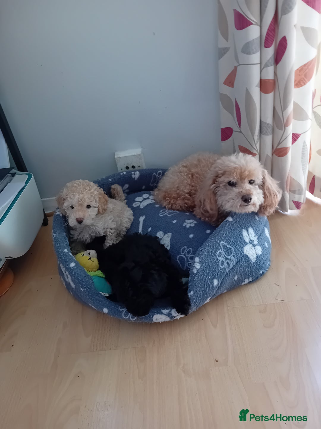 Toy Poodle dogs for sale: Two male health tested toy poodles - Image 6