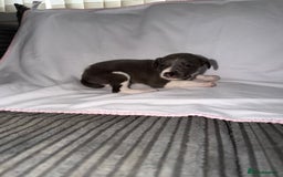 Whippet dogs for sale: Whippet pups for sale  - Advert 5