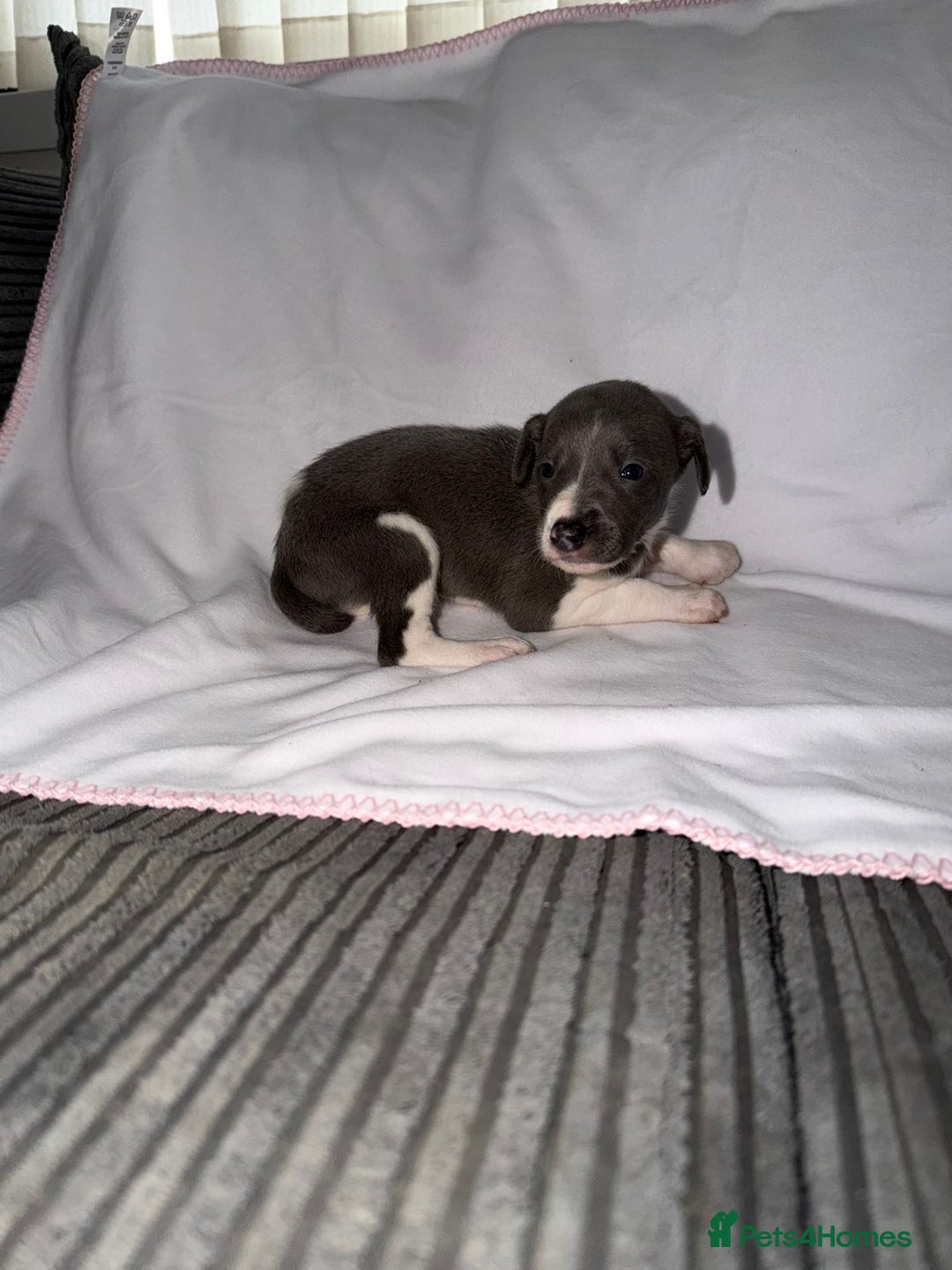 Whippet dogs for sale: Whippet pups for sale  - Advert 5