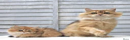 British Longhair cats for sale: Boy ready  - Advert 11