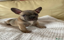 French Bulldog dogs for sale: Beautiful French Bulldogs Puppies for Sale  - Image 2