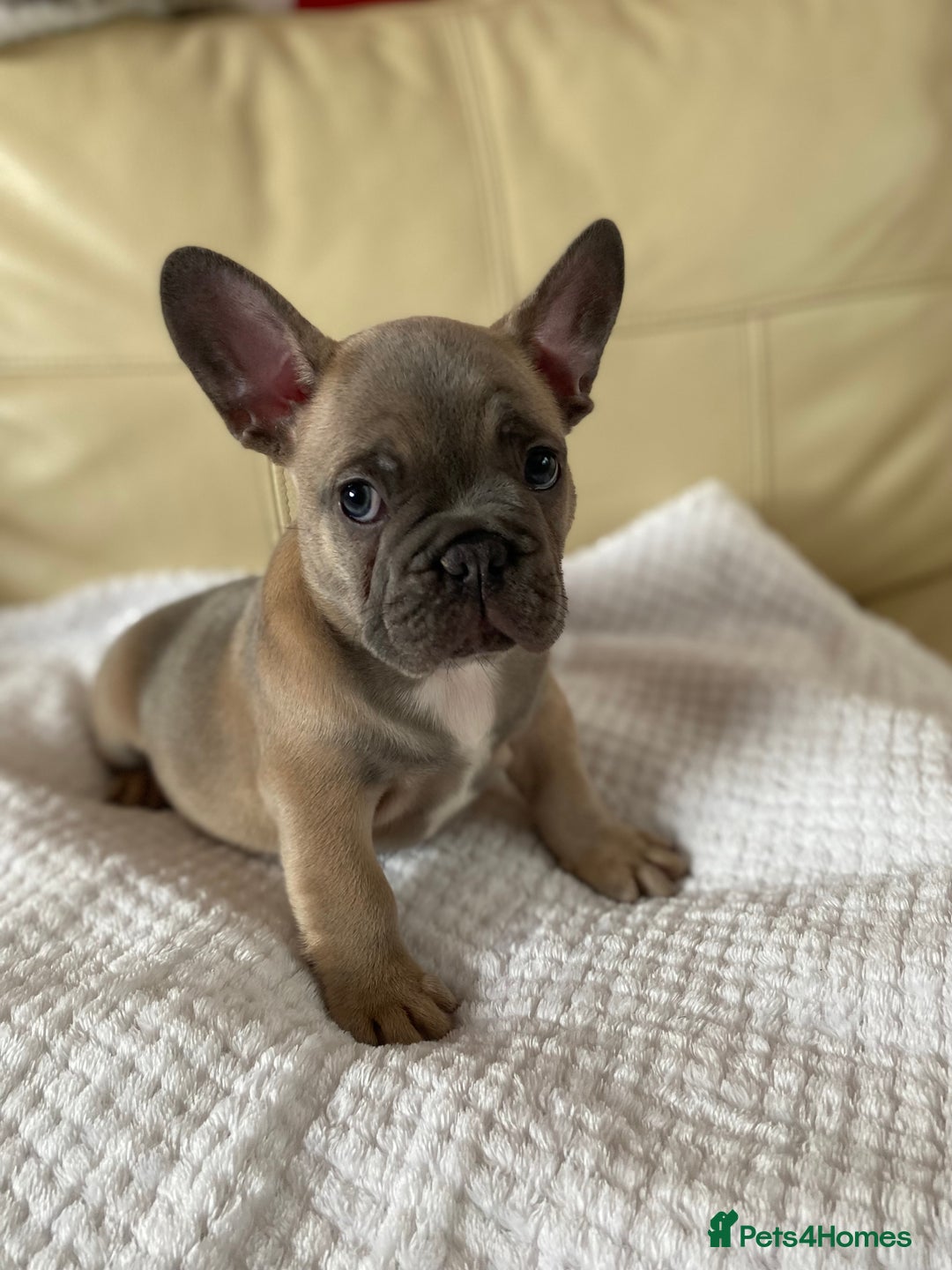 French Bulldog dogs for sale: Beautiful French Bulldogs Puppies for Sale  - Image 2