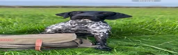 German Shorthaired Pointer dogs for stud: Proven Beautiful Imported GSP in Ashbourne - Advert 1