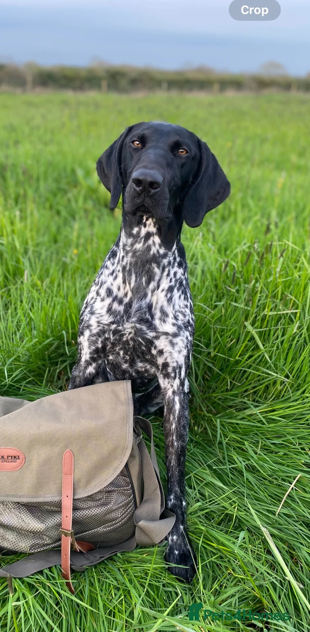 German Shorthaired Pointer dogs for stud: Proven Beautiful Imported GSP in Ashbourne - Advert 1